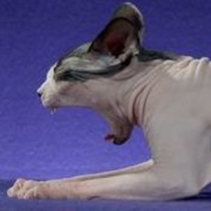 Meet your Posher, Karla